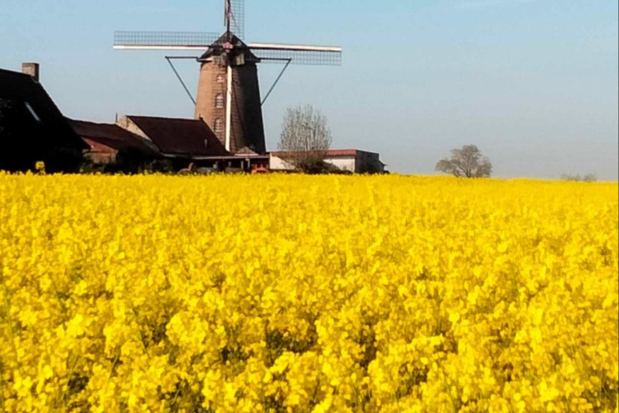 REPORTAGE COLLECTIF STEENMEULEN FRANF
